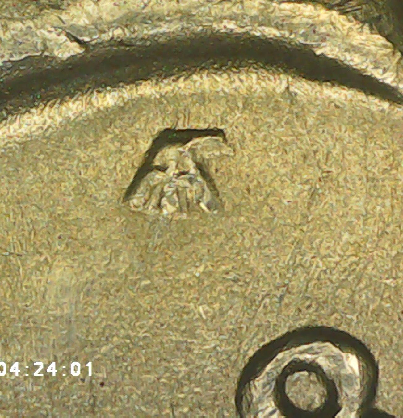 1928-S-USA-Peace-Dollar-Possible-DDO,